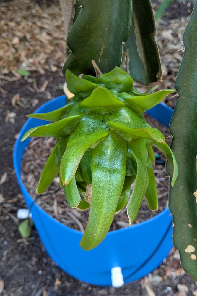 Green fruit